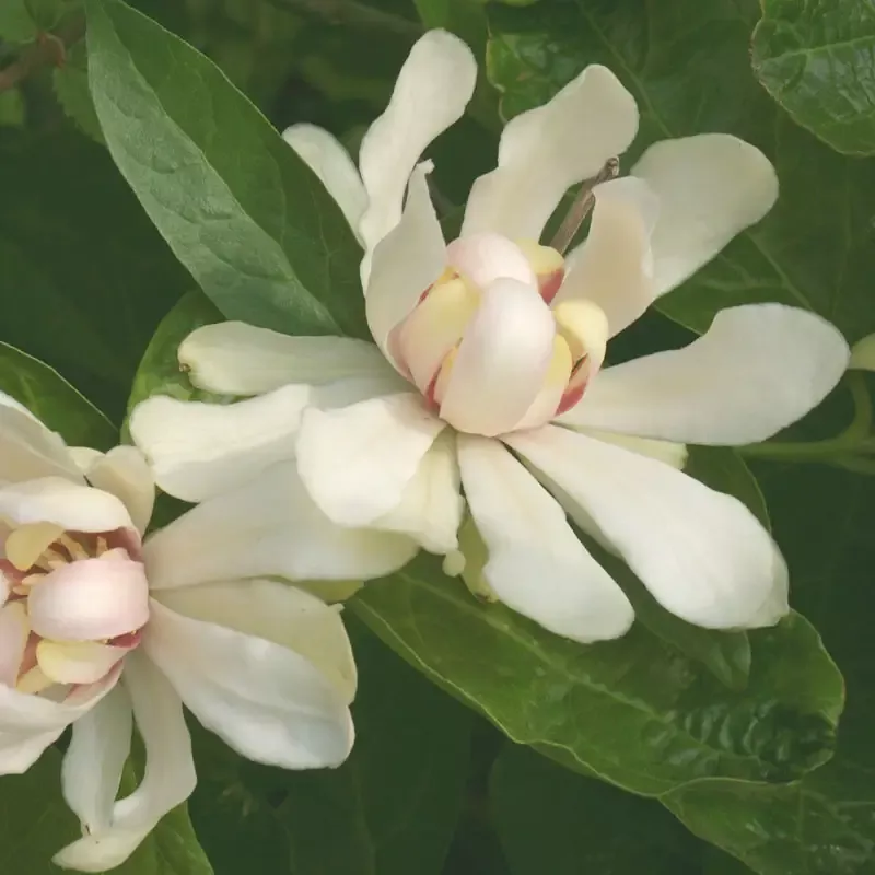 ‘Venus’ Sweetshrub