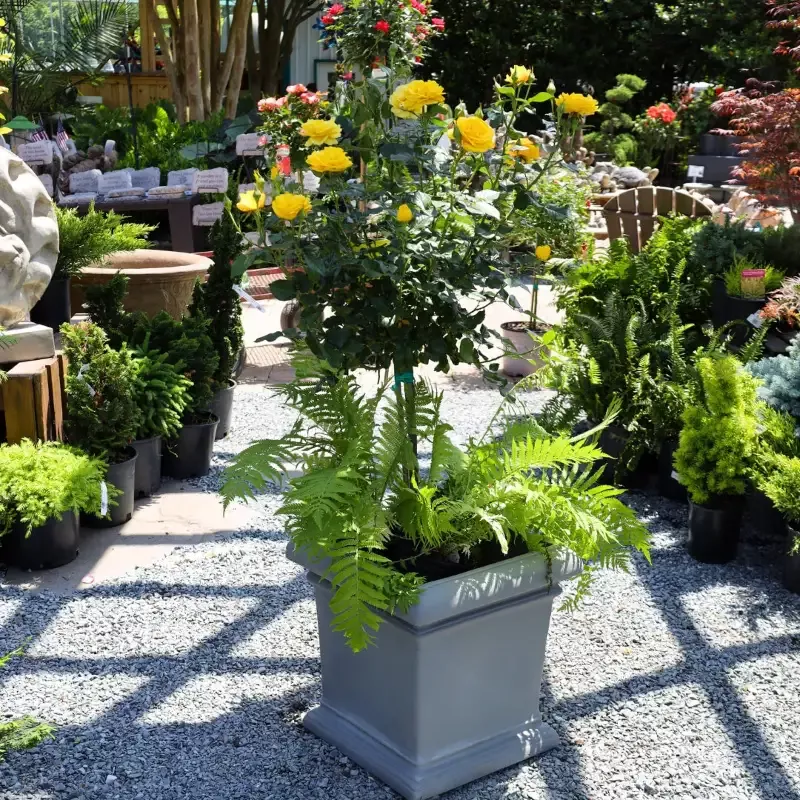 Veranda Sunbeam Floribunda Rose – Tree Form