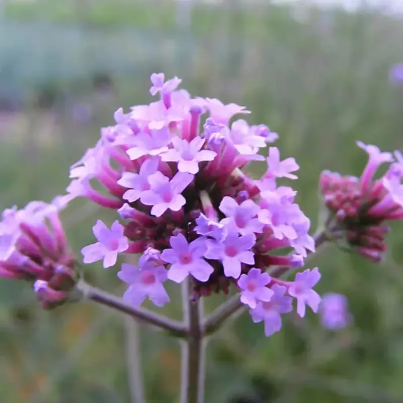 Verbena Bonariensis Lollipo – [EG]