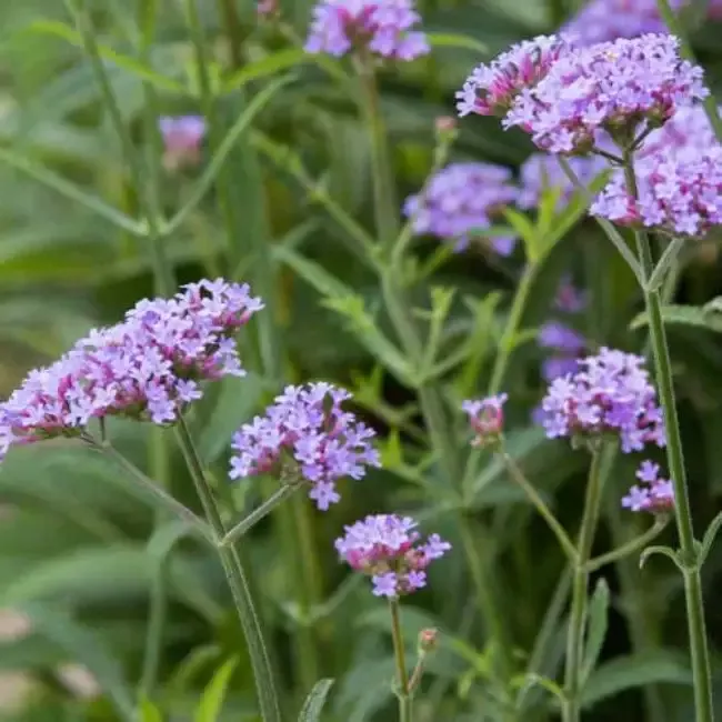 Verbena Bonariensis Lollipop – [EG]