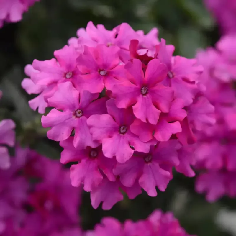Verbena ‘EnduraScape Magenta’ Creeping Verbena – [EG]