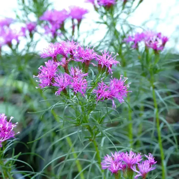 Vernonia Iron Butterfly