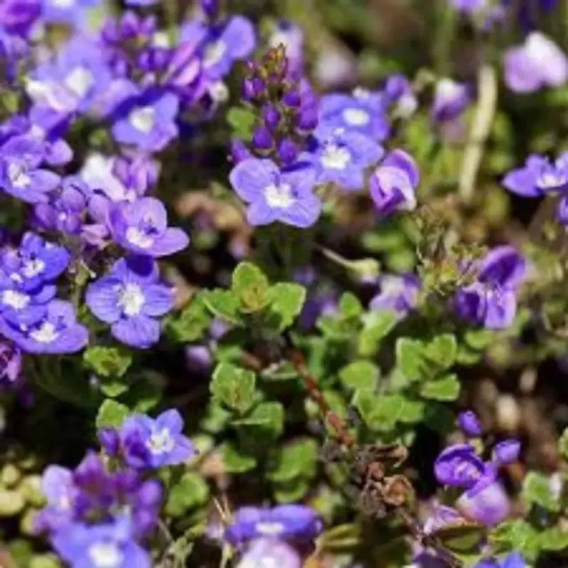 Veronica liwanensis Turkish Veronica[EG]