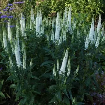 Veronica ‘Long First Bride’ Speedwell