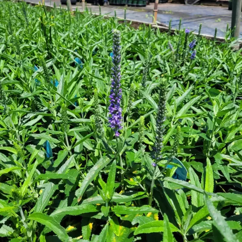 Veronica Moody Blues Sky Blue Speedwell – [EG]