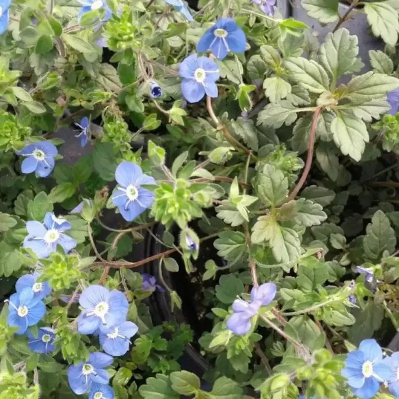 Veronica peduncularis ‘Georgia Blue’ – [EG]