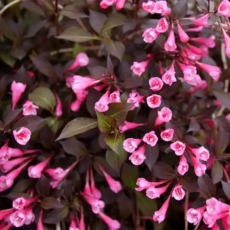 Very Fine Wine™ Weigela