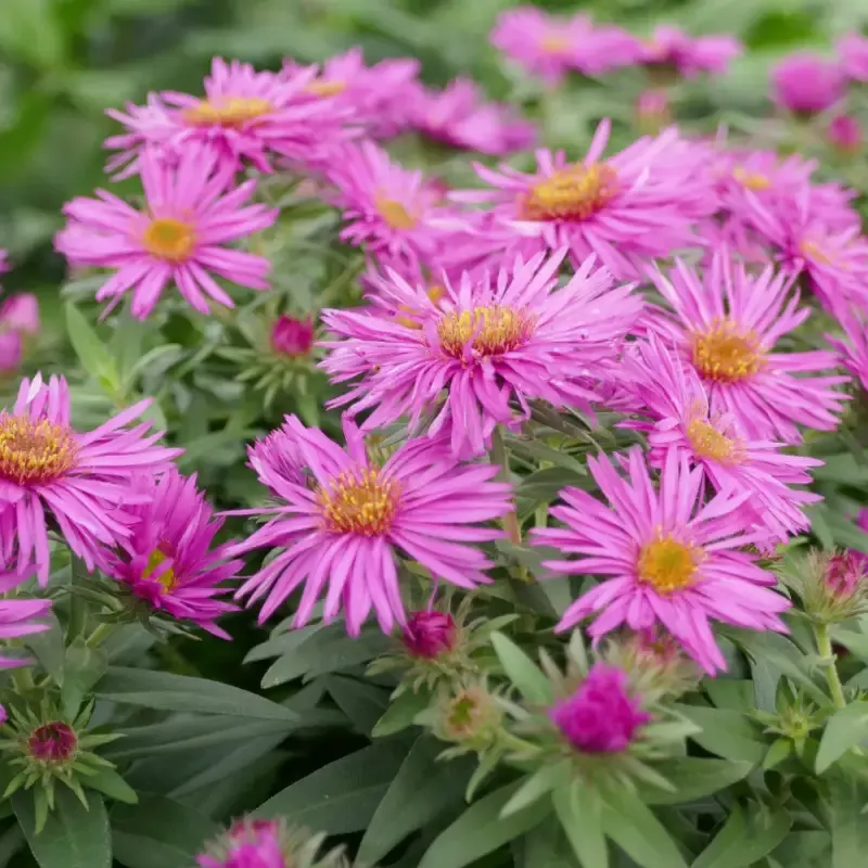 ‘Vibrant Dome’ Aster