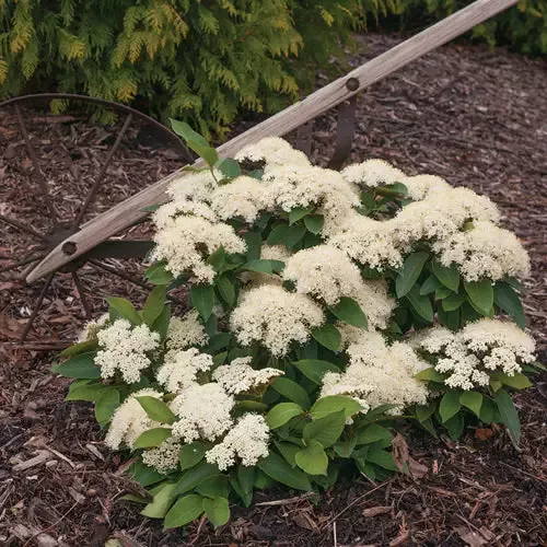 Viburnum – Little Ditty