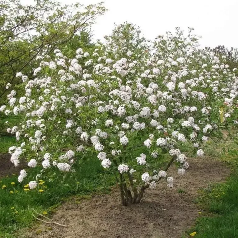 Viburnum Mohawk