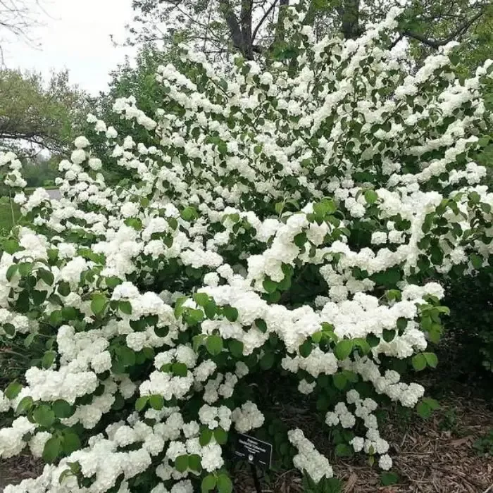 Viburnum Popcorn
