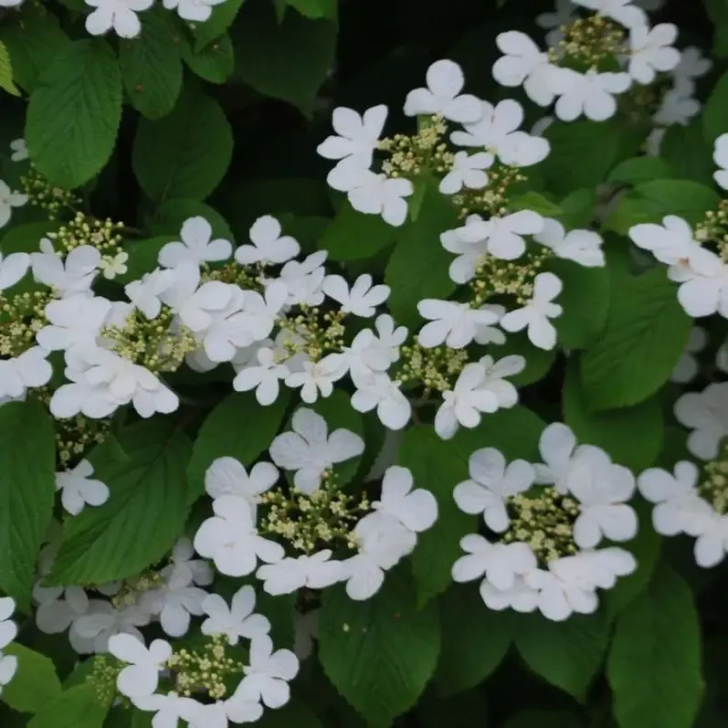 Viburnum – Summer Snowflake