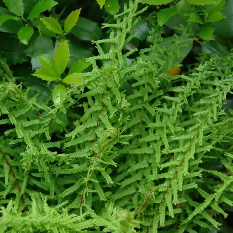 Victoria Lady Fern (Athyrium)