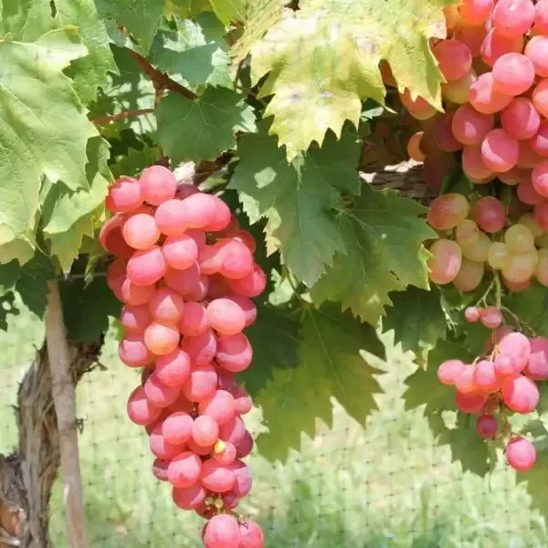 Victoria Red Grape Vine