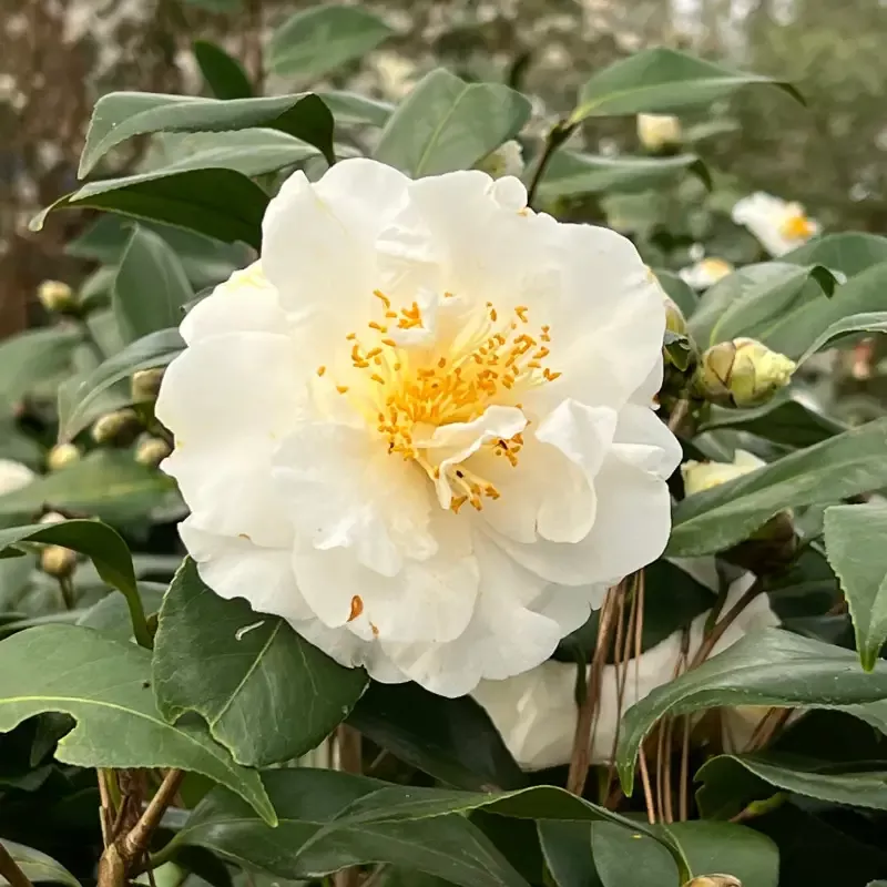 Victory White Camellia Japonica