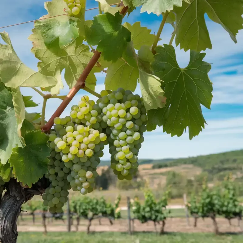 Vidal Blanc Grape