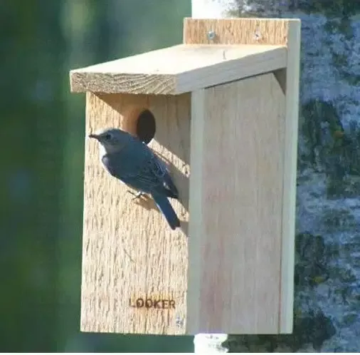 View Thru Bluebird House- NABS Approved