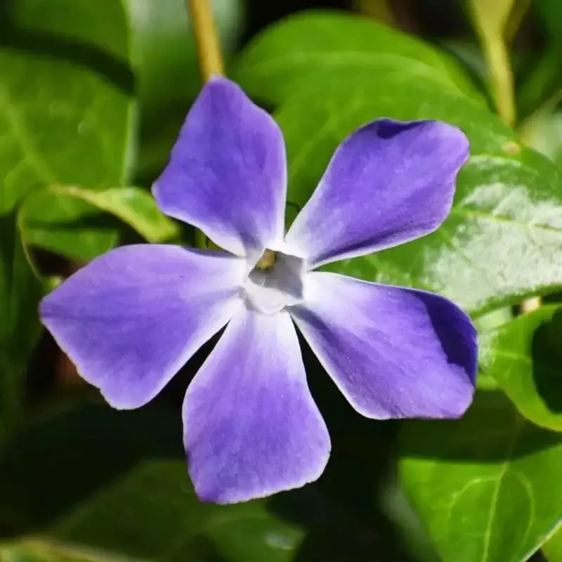 Vinca Major Big Leaf Periwinkle – [CG]