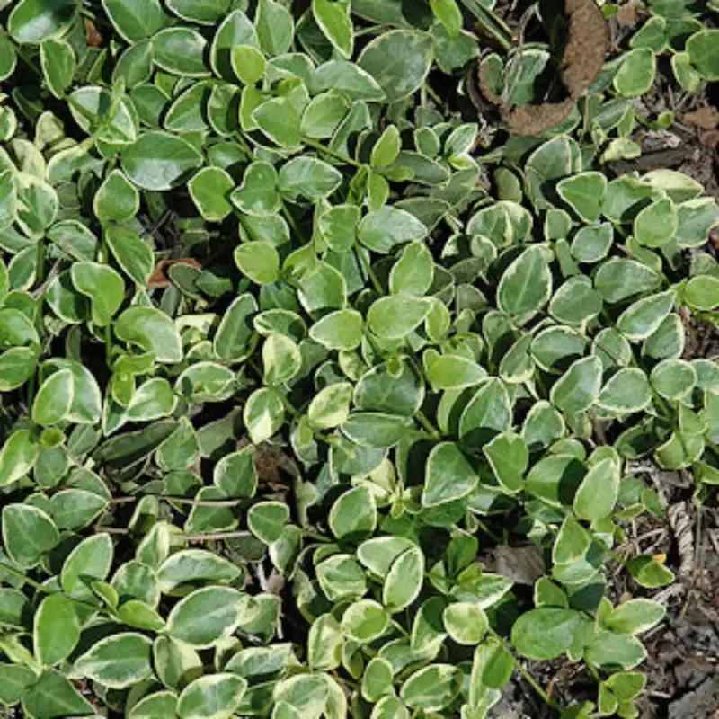 Vinca Major ‘Variegata’ Variegated Big Leaf Periwinkle – [CG]