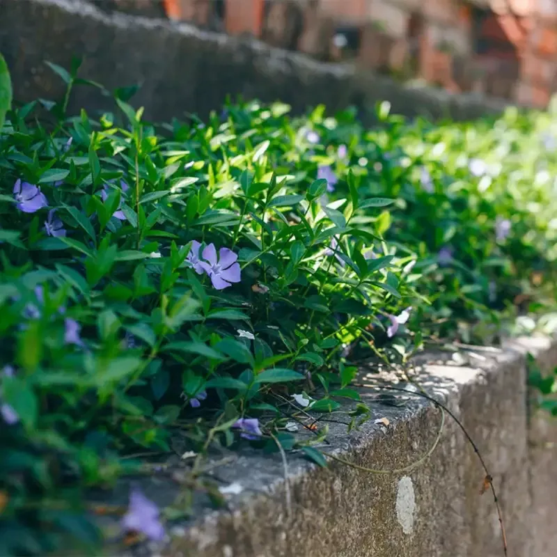 Vinca Minor Illumination 10 count flat of 4″ pots