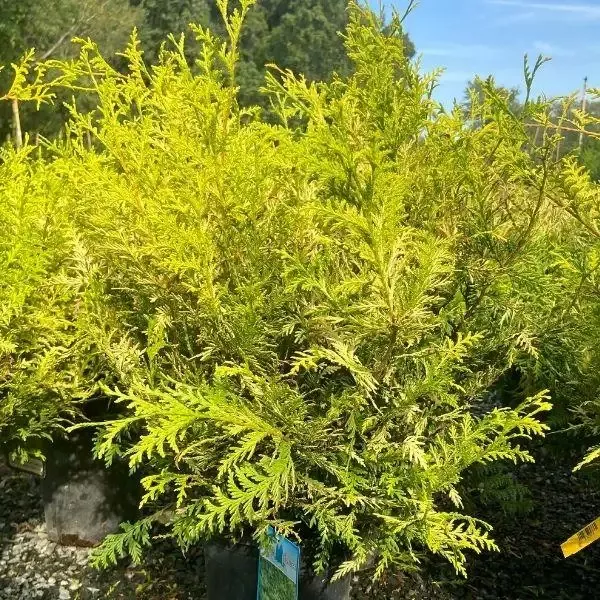 Vintage Gold False Cypress
