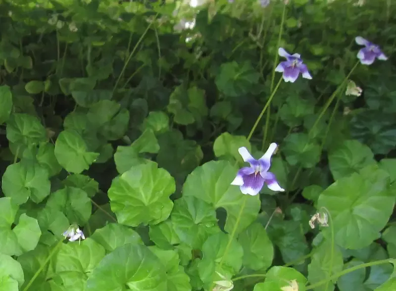 Viola hedera “Australia Jumping Violet”