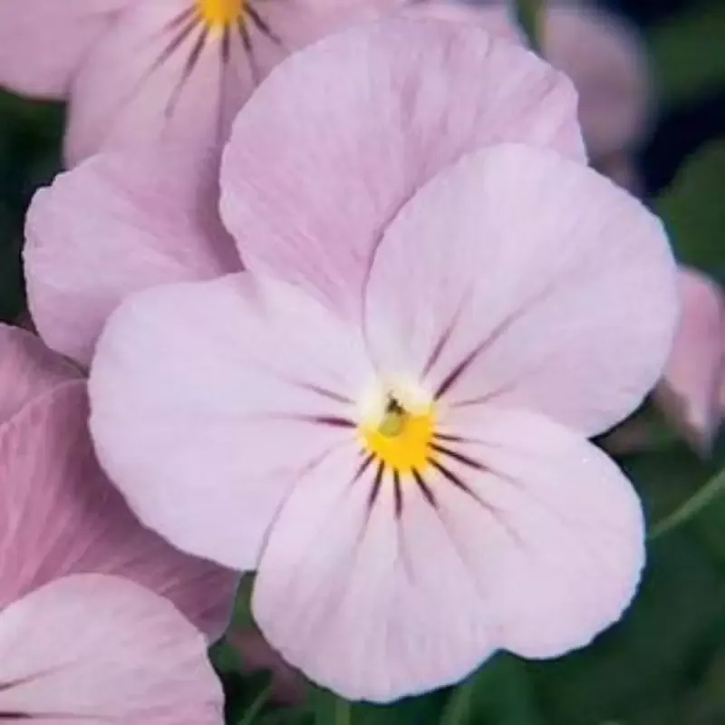 Viola Sorbet™ Lilac Ice