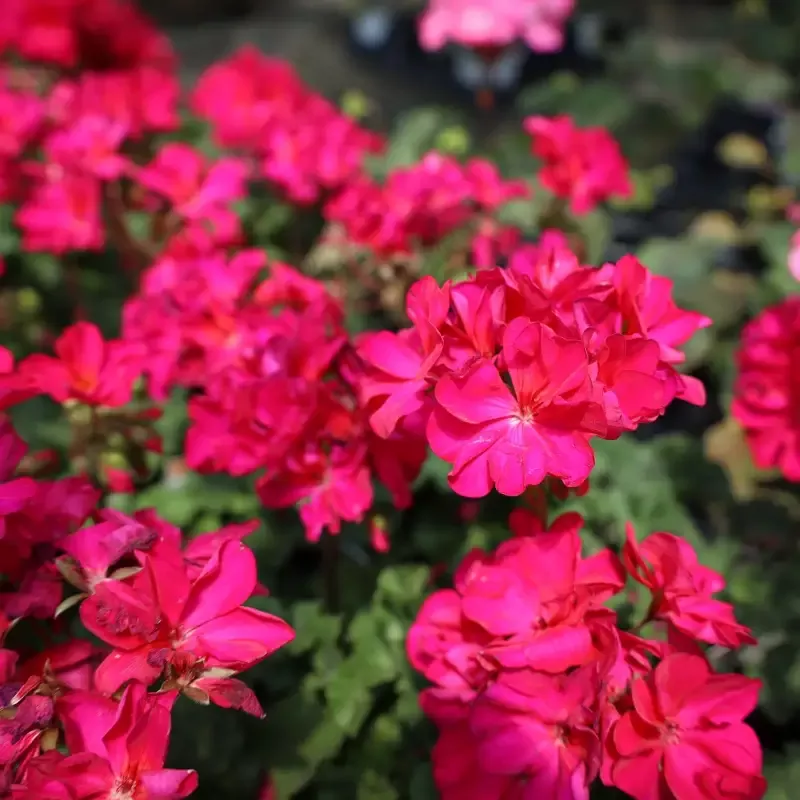 Violet Geraniums