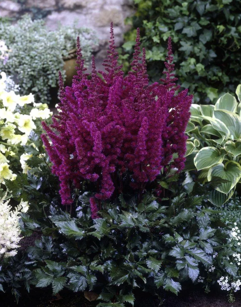 Vision in Red False Spirea