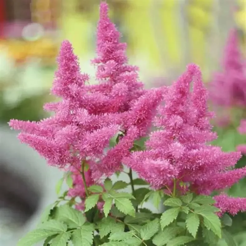 Visions in Pink Chinese Astilbe
