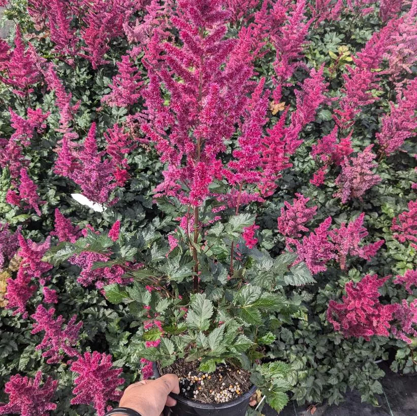 Visions Volcano False Spirea