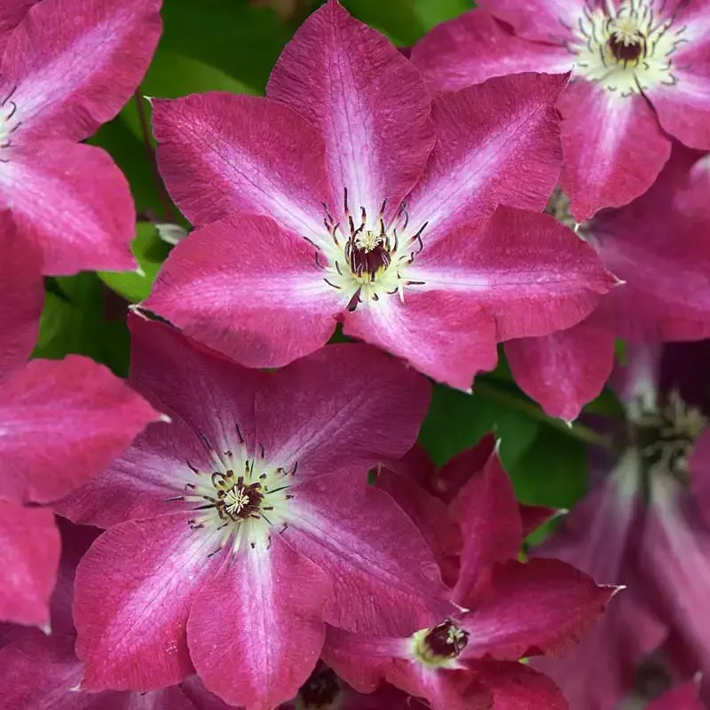 ‘Viva Polonia’ Clematis
