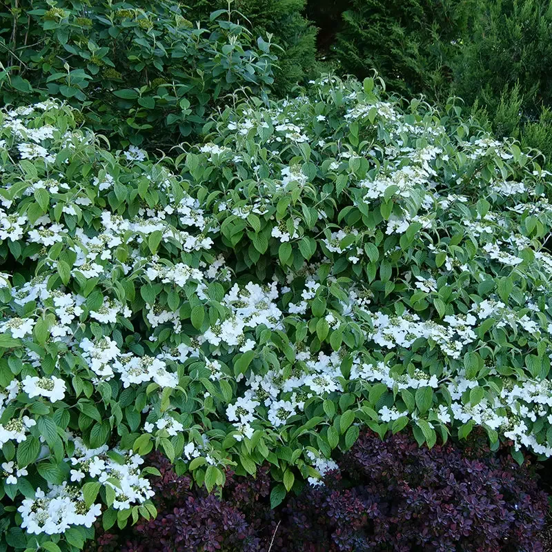 Wabi-Sabi™ Doublefile Viburnum
