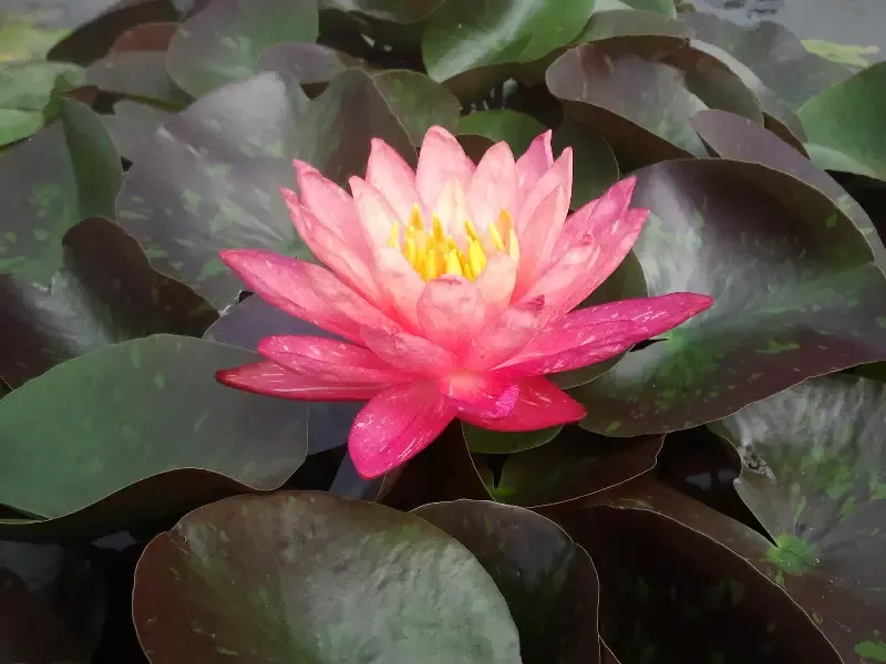 Wanvisa – Red Hardy Lily
