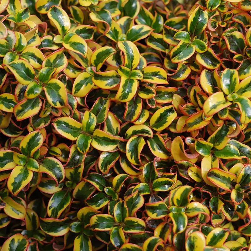 Waxwing™ Gold Mirror Bush (Coprosma)
