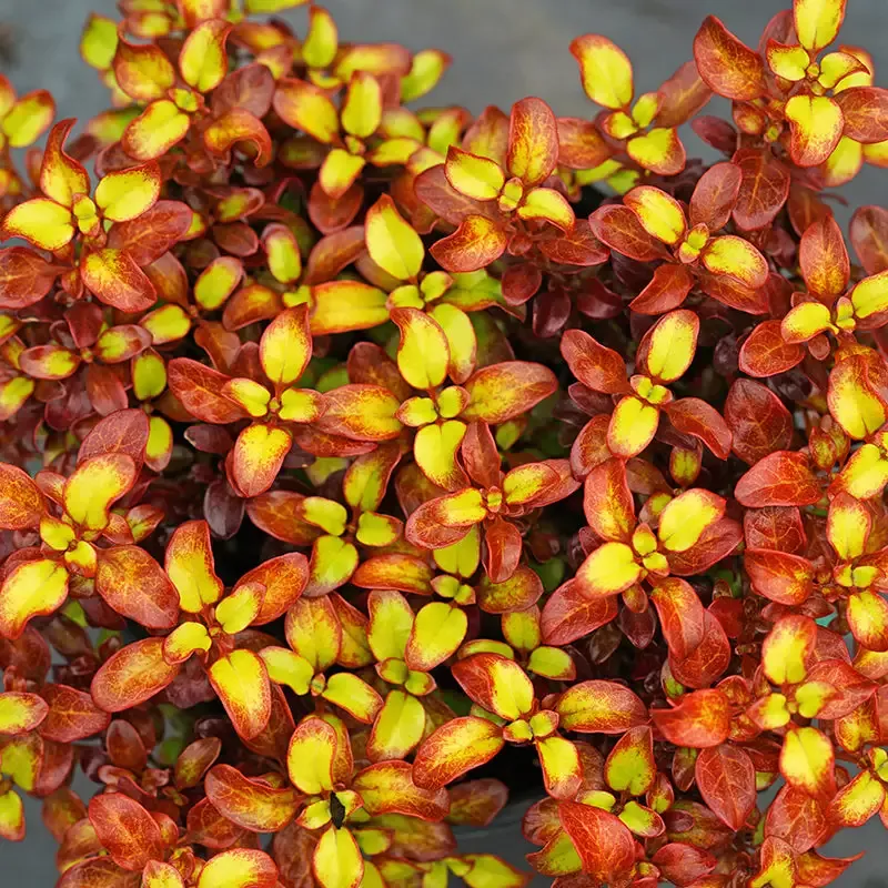 Waxwing™ Orange Mirror Bush (Coprosma)