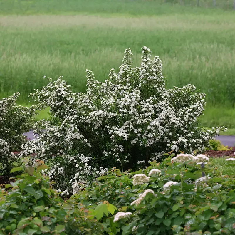 Wedding Cake™ Bridal Wreath Spirea