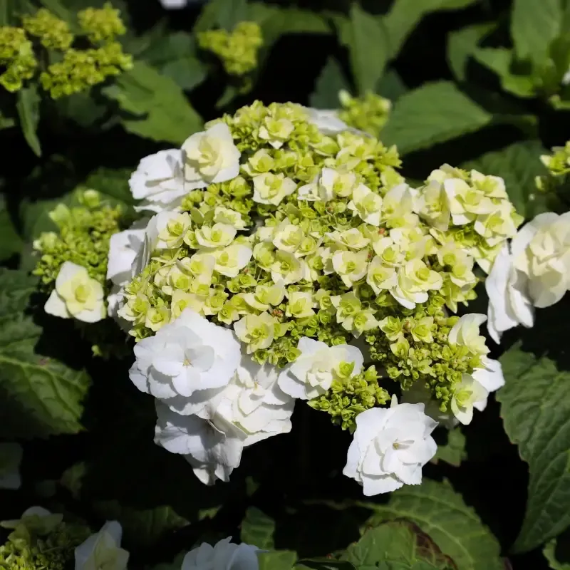 Wedding Gown™ Hydrangea