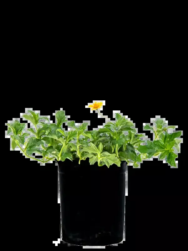 Wedelia trilobata – Yellow Dot