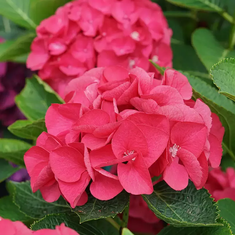Wee Bit Giddy™ Bigleaf Hydrangea