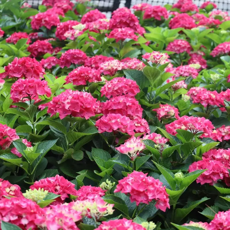 Wee Bit Giddy™ Hydrangea