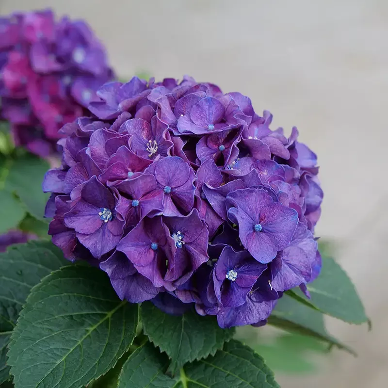 Wee Bit Grumpy™ Bigleaf Hydrangea