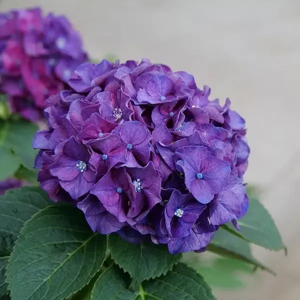 Wee Bit Grumpy Hydrangea