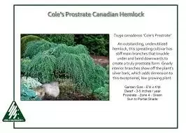 Weeping Hemlock – Coles Prostrat