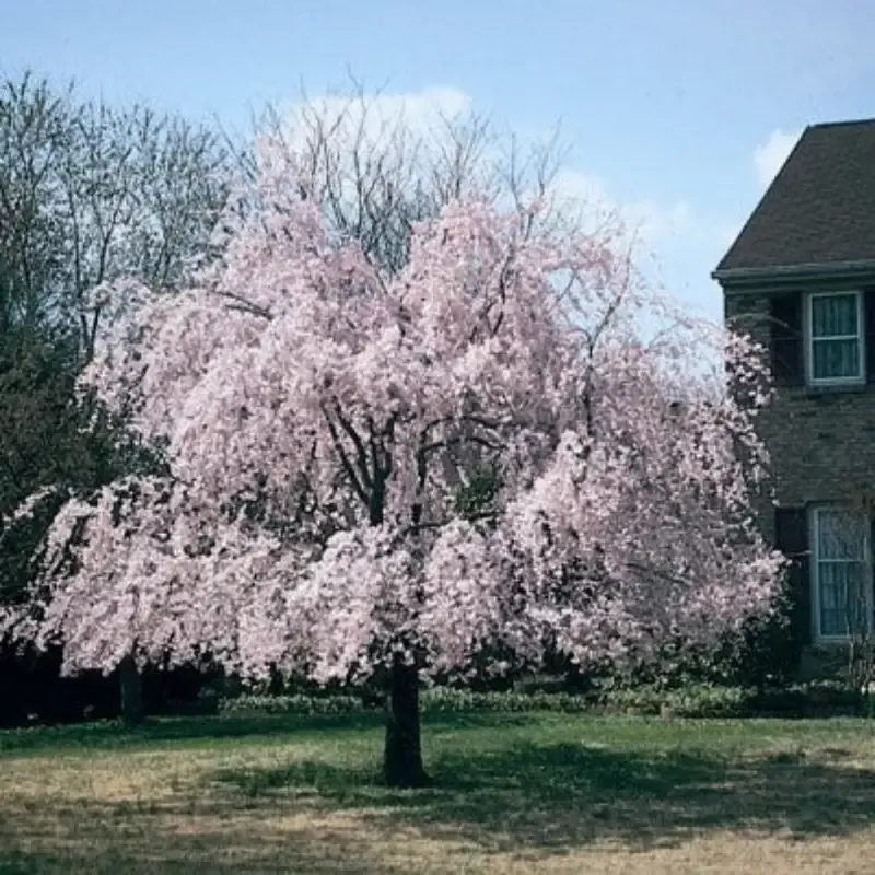 Weeping Higan Cherry Tree