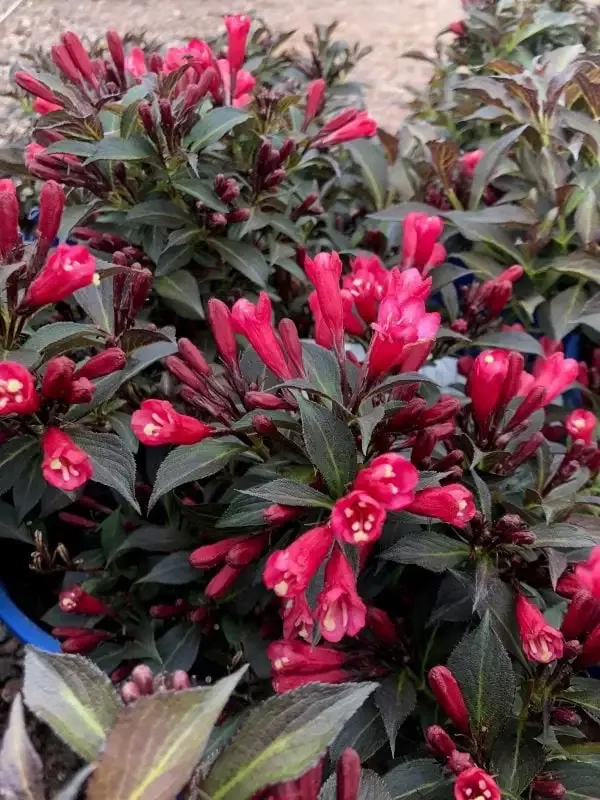 Weigela – Electric Love