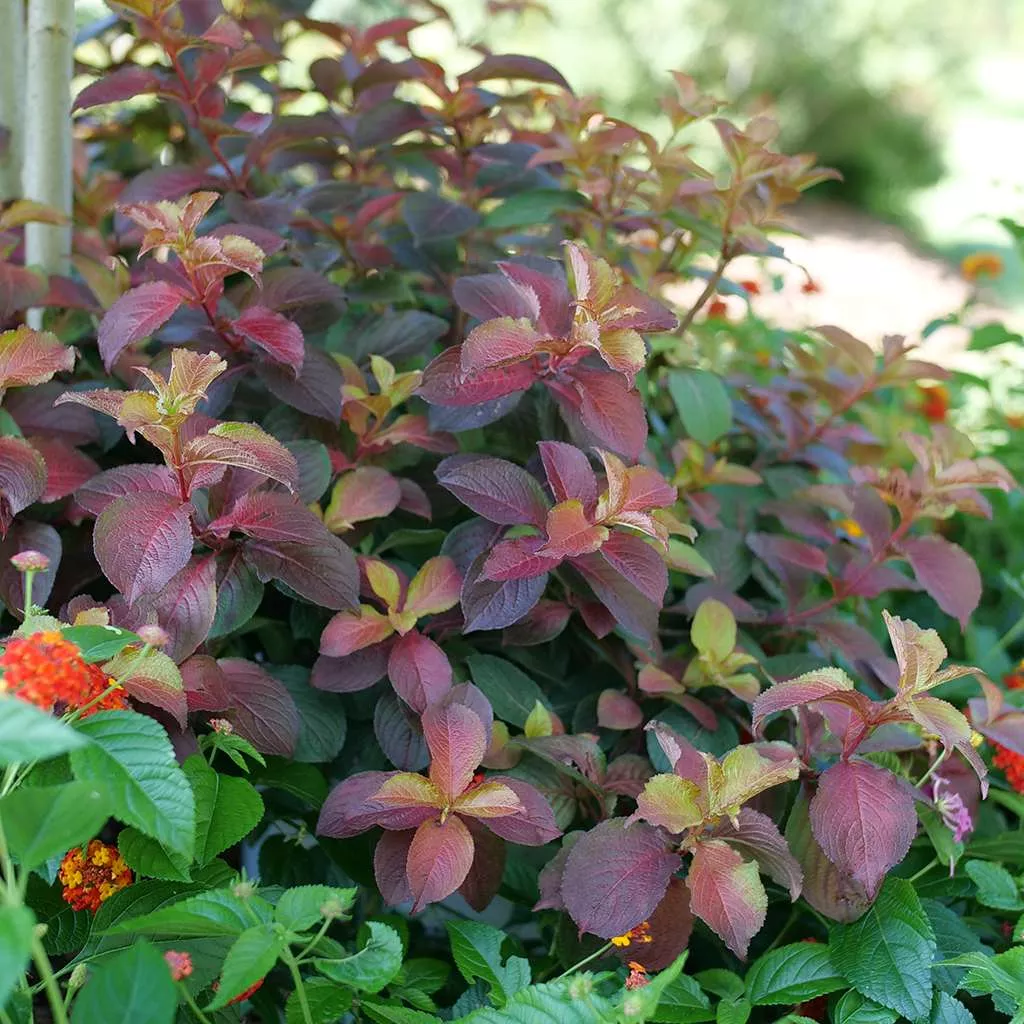 Weigela f. 'Midnight Sun'