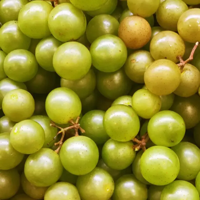 Welder Muscadine