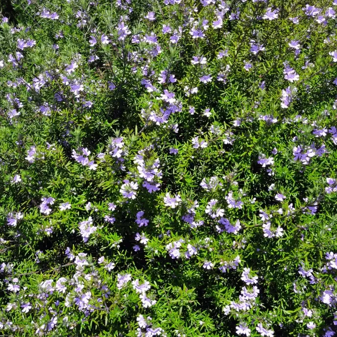 Westringia Blue Gem