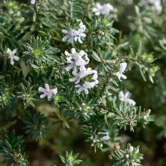 Westringia Mundi